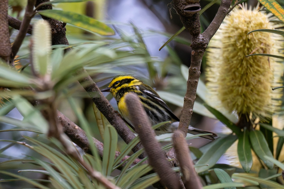 Paruline de Townsend - ML646624969