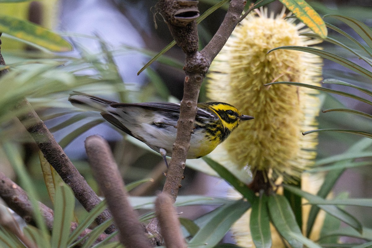 Paruline de Townsend - ML646624970