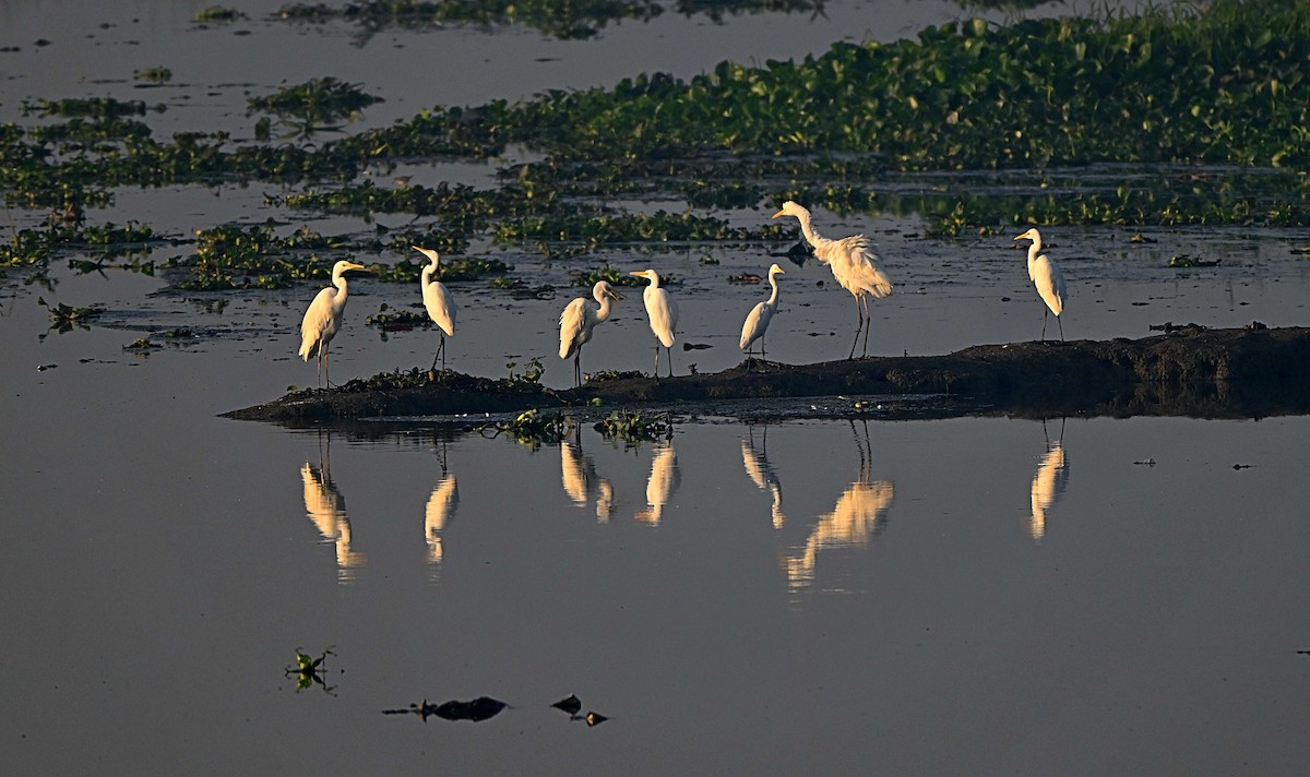 Medium Egret - ML646624980