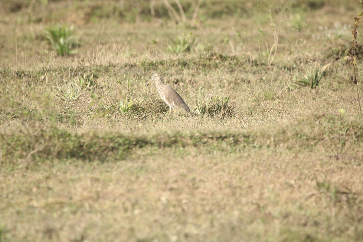 Garcilla India - ML646624981