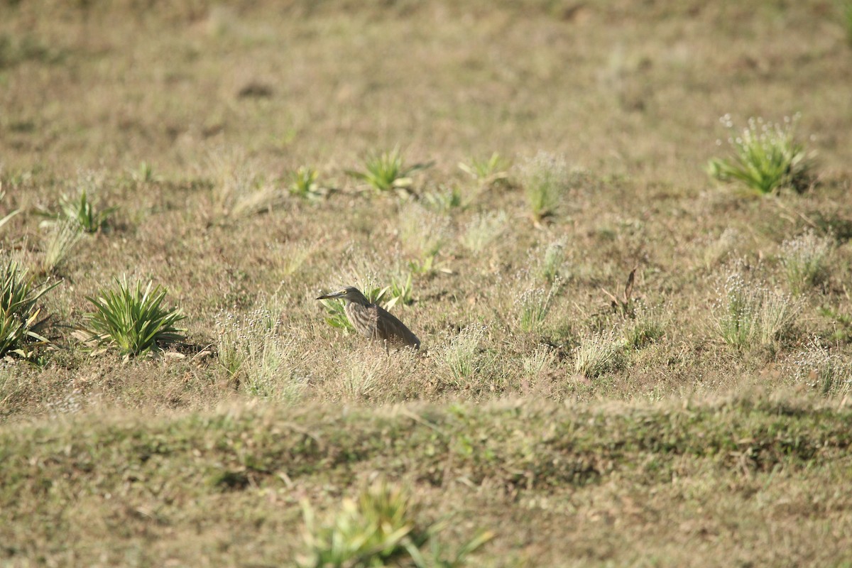 Garcilla India - ML646624982