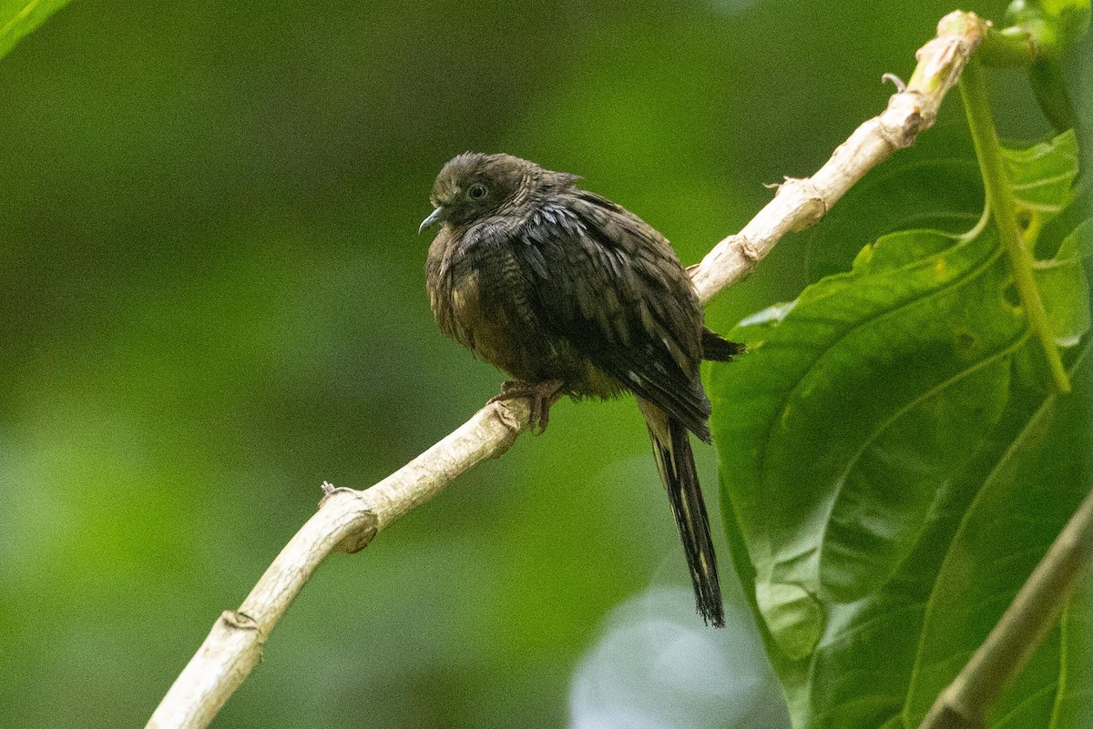 Зебровая горлица - ML646625000