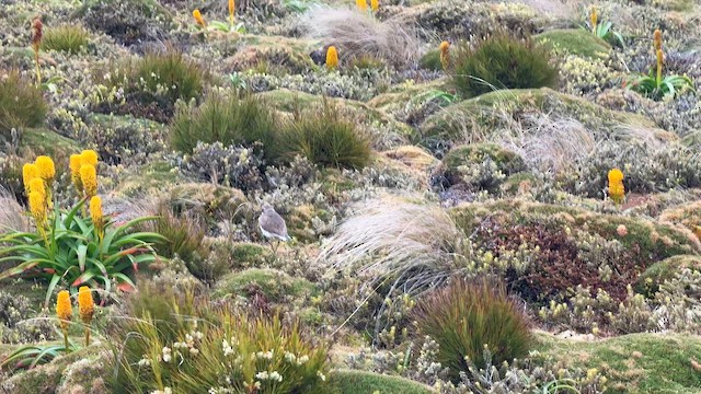 kulík dvoupruhý - ML646625001