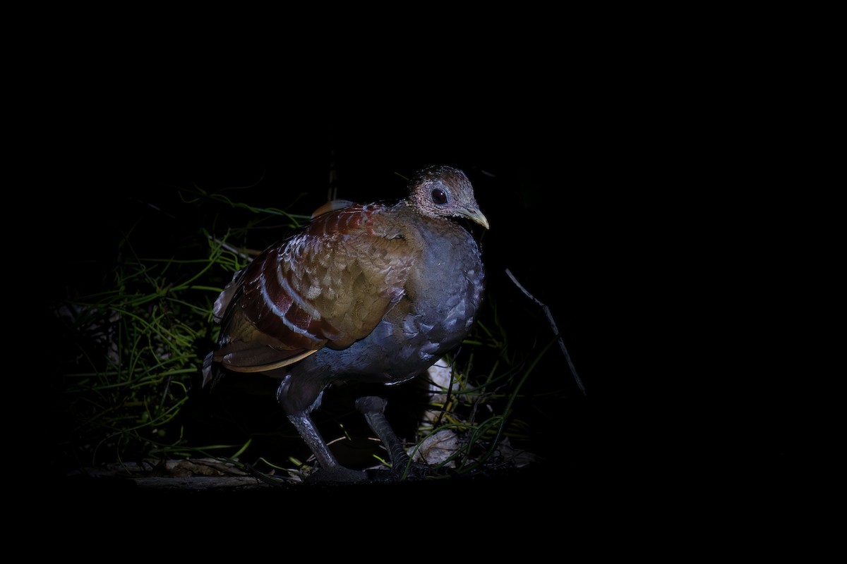 Talégalo de Wallace - ML646625002