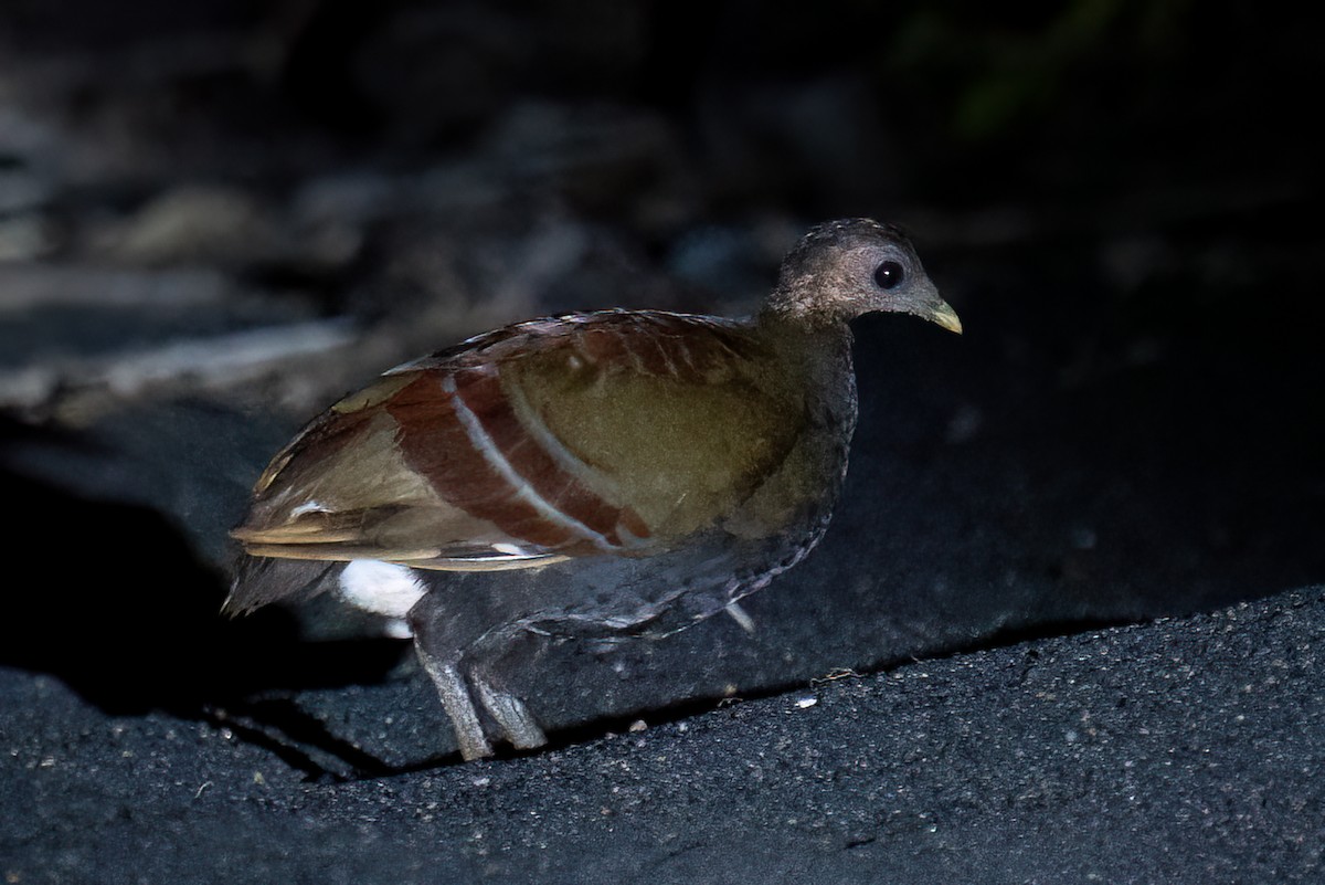 Talégalo de Wallace - ML646625003