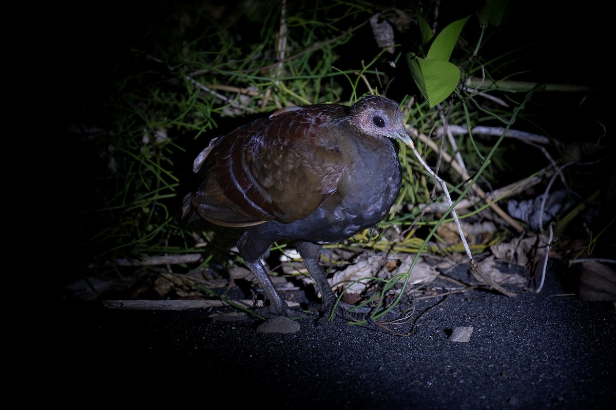 Talégalo de Wallace - ML646625004