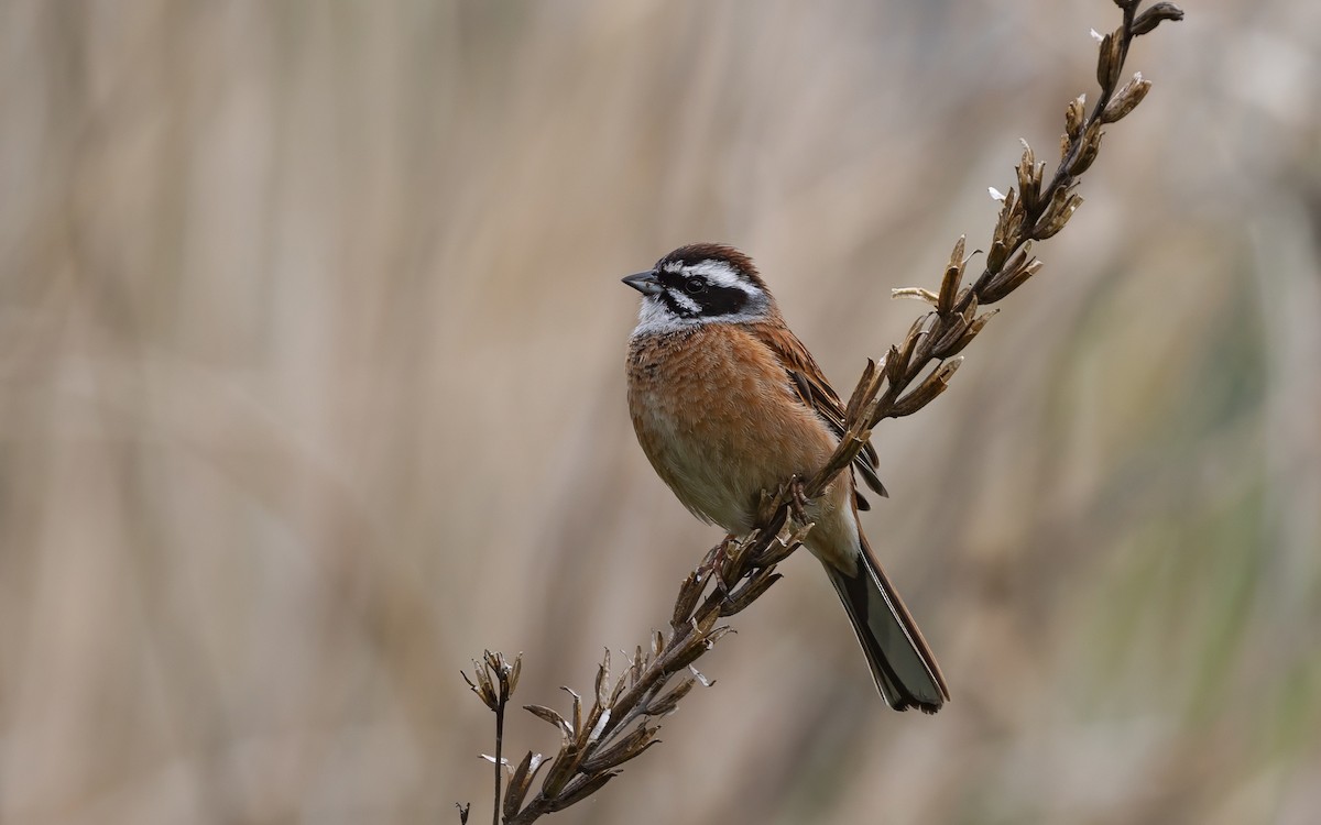 Escribano de Brandt - ML646625005