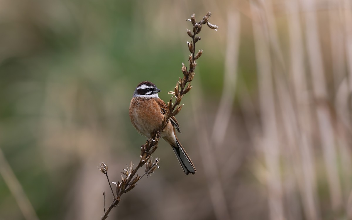 Meadow Bunting - ML646625006