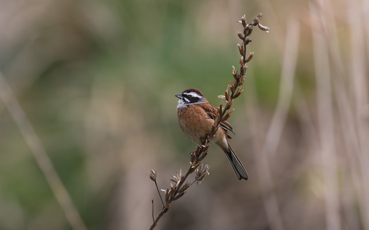 Escribano de Brandt - ML646625007