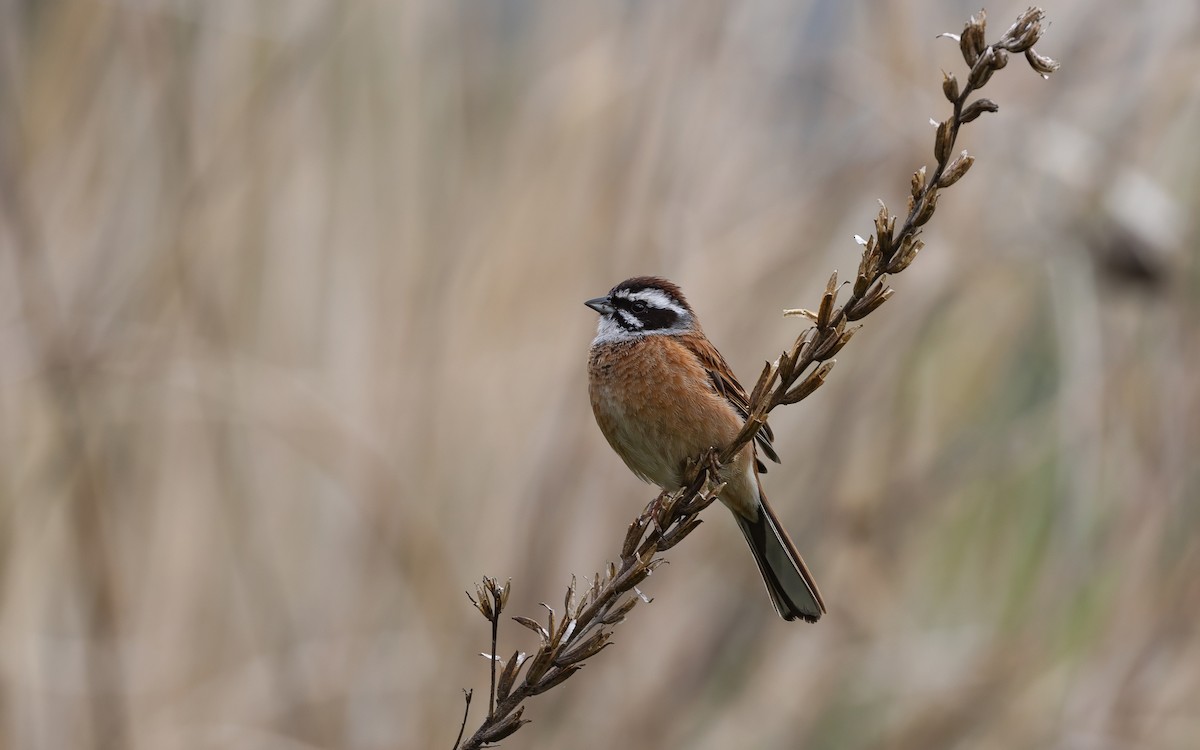 Escribano de Brandt - ML646625008