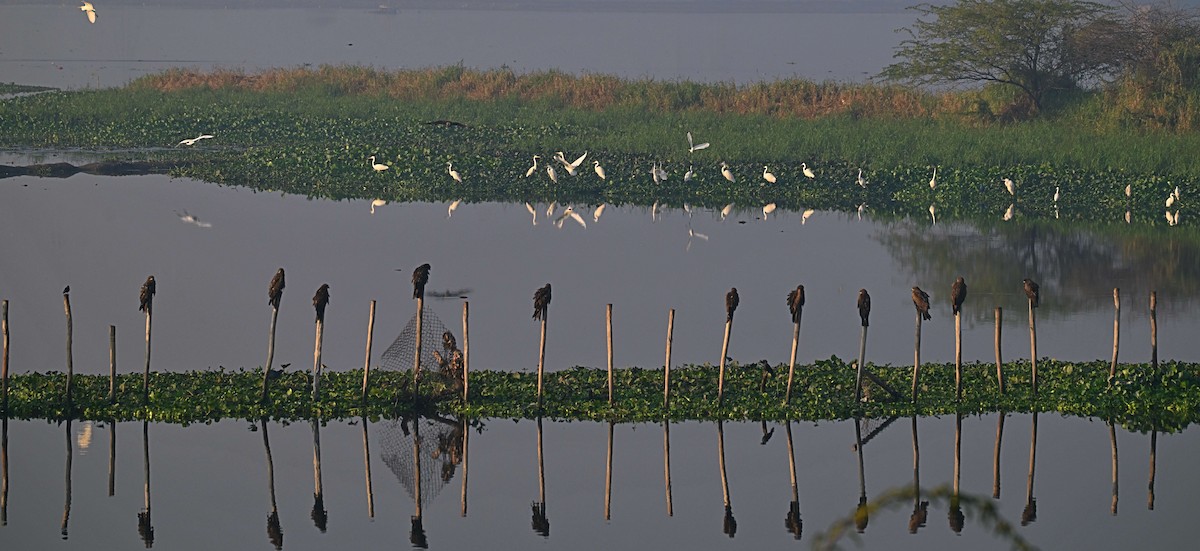 Garceta Intermedia - ML646625009