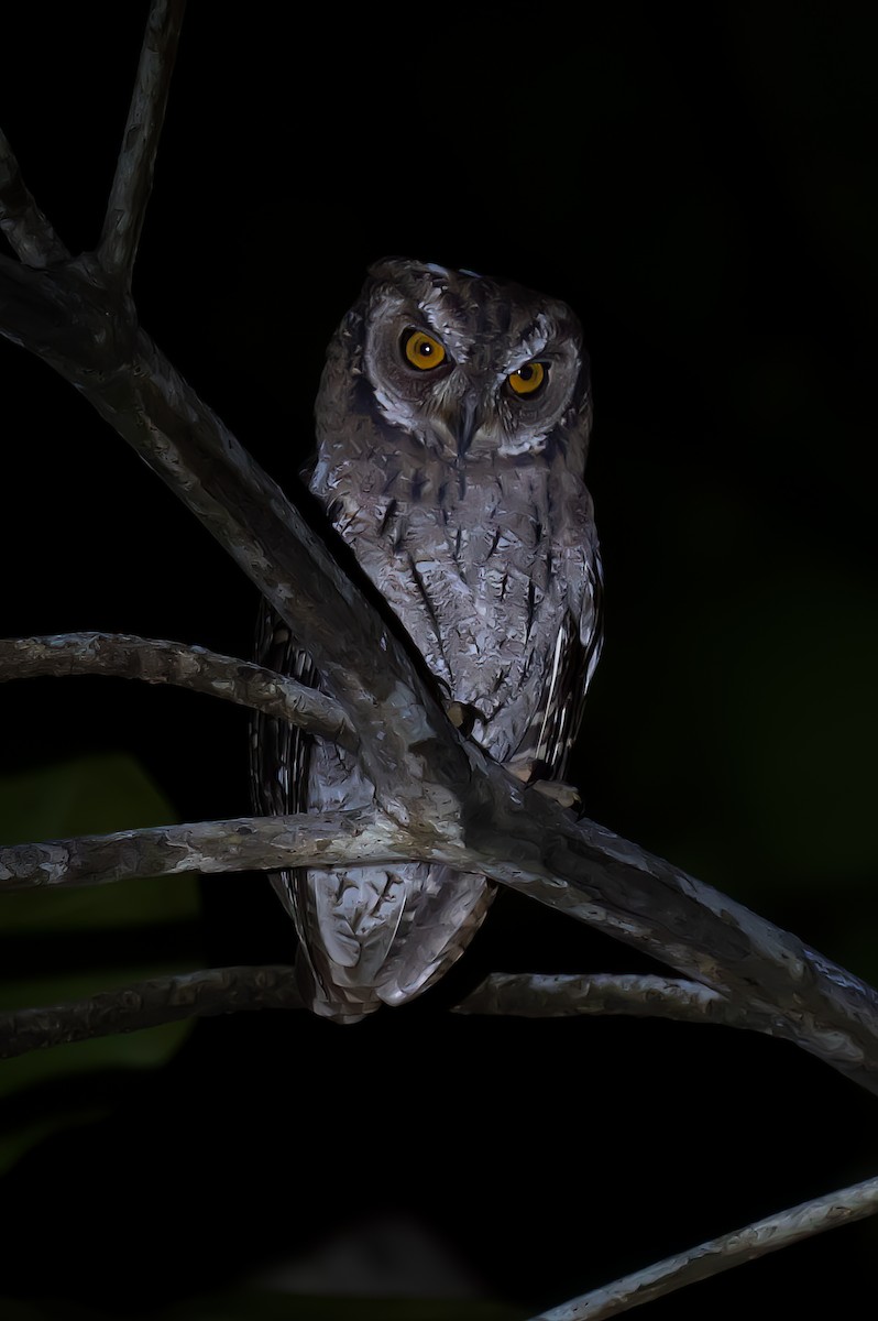 Autillo Moluqueño - ML646625010