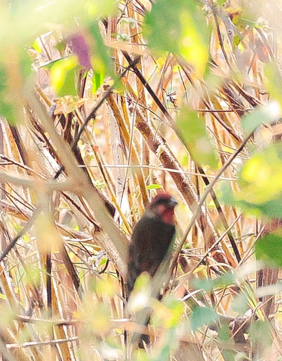 Camachuelo Carminoso - ML646625012