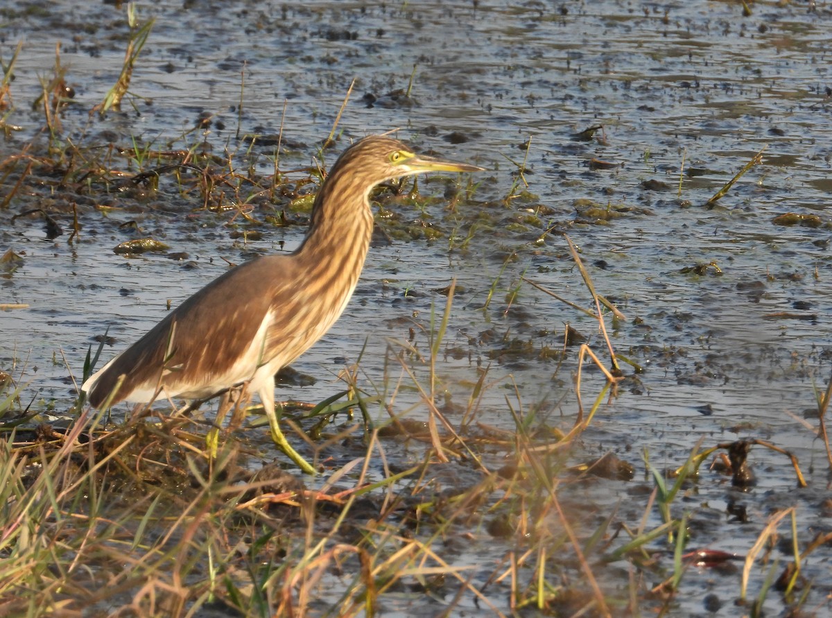 Garcilla India - ML646625013