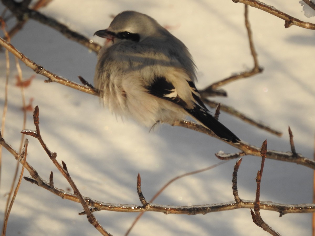 Alcaudón Boreal - ML646625014