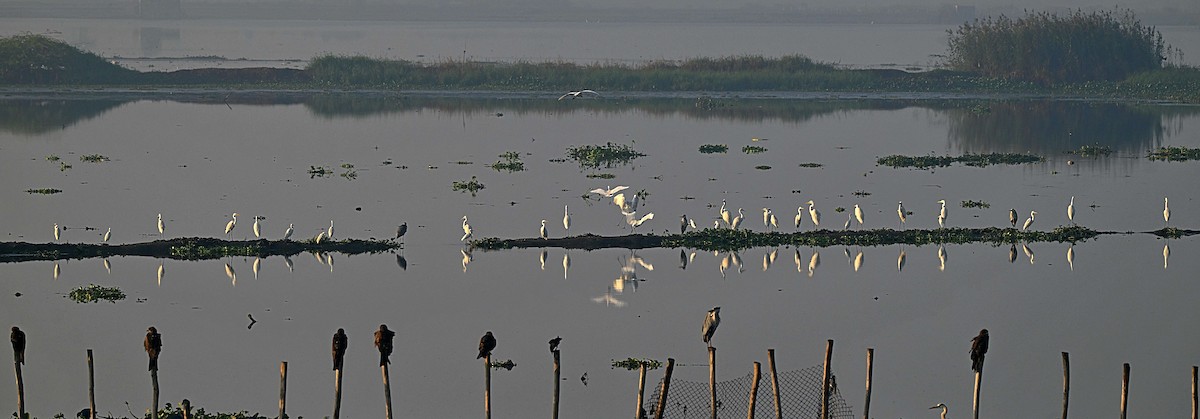 Garceta Grande - ML646625015