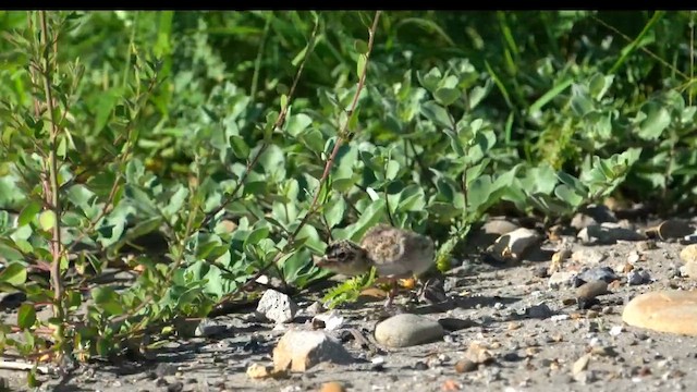 小燕鷗 - ML646625016