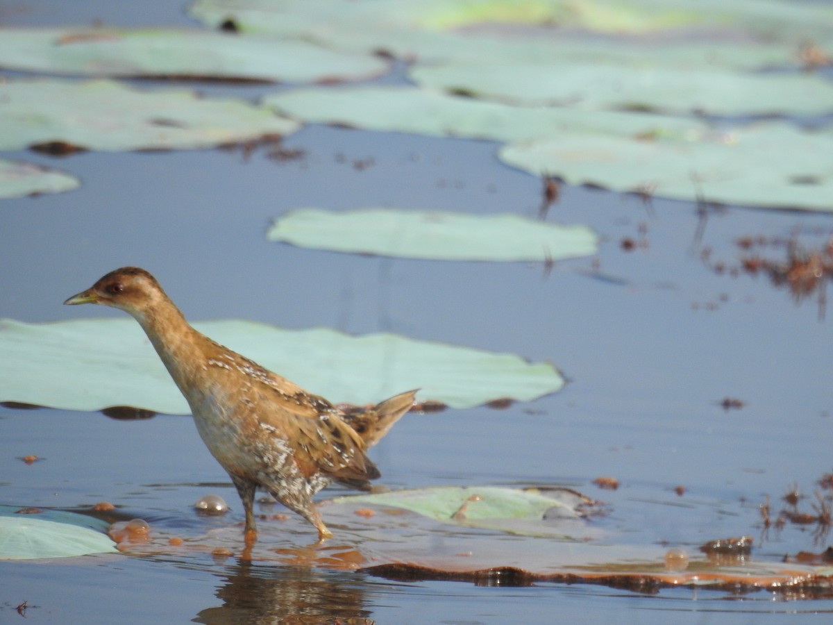 Polluela Chica - ML646625017