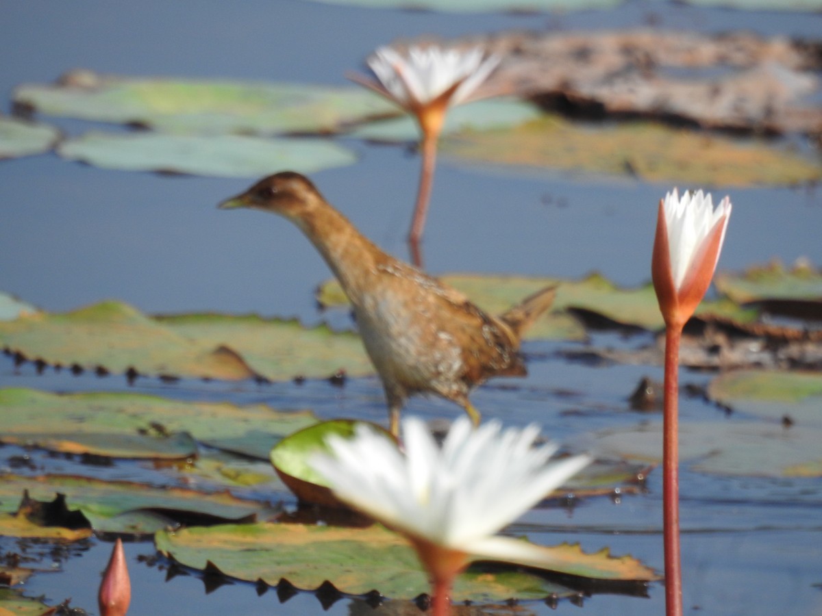Polluela Chica - ML646625018