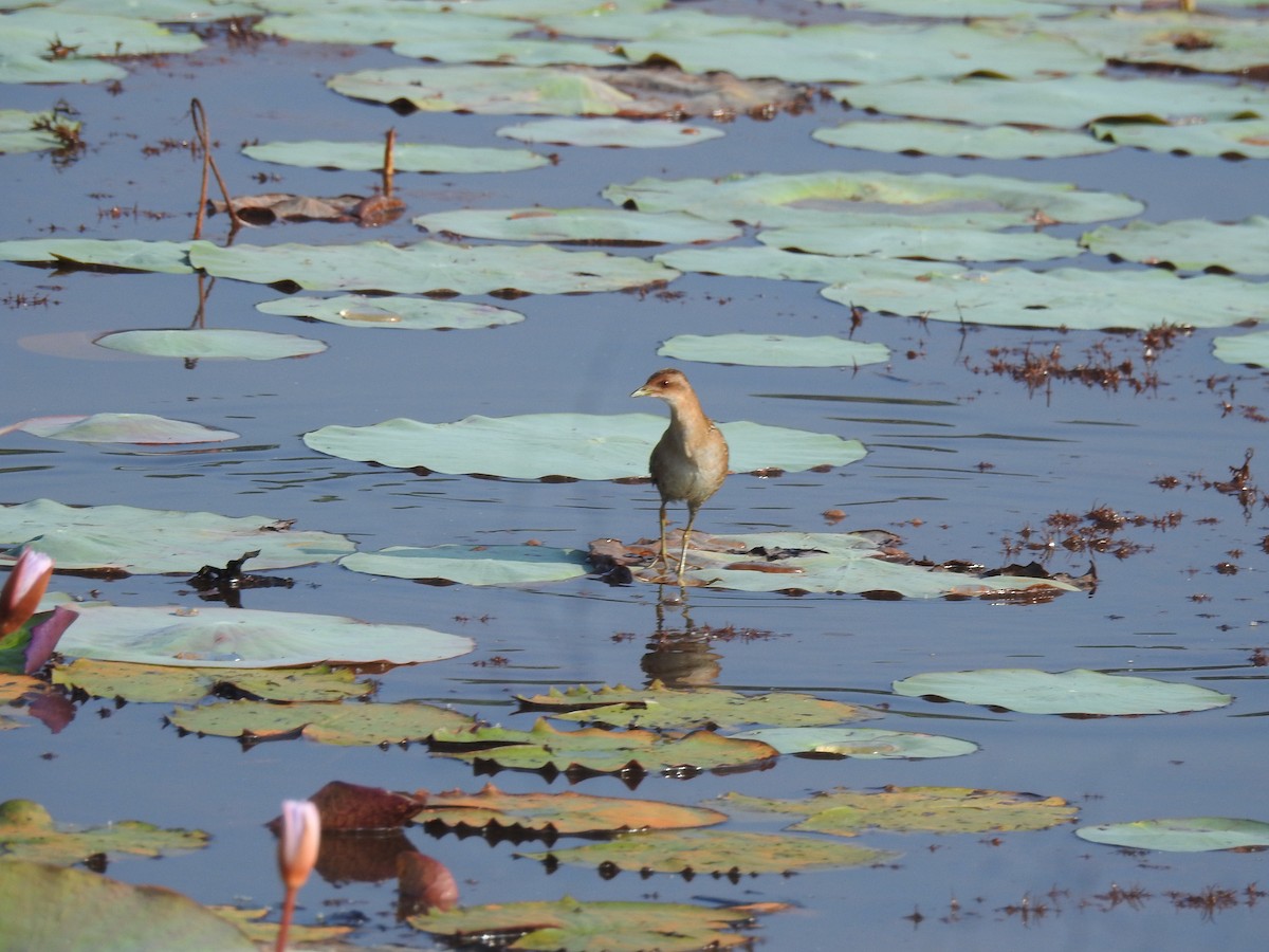 Polluela Chica - ML646625019