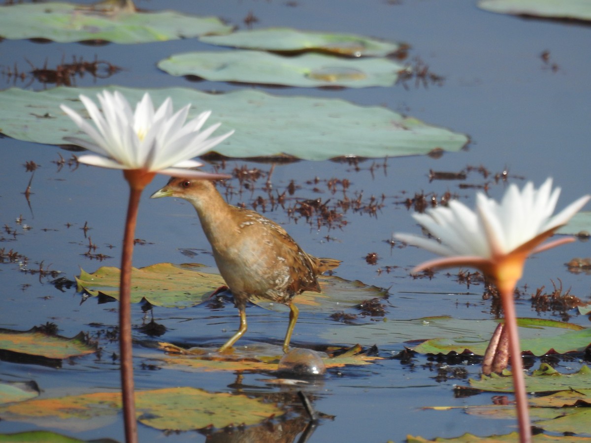 Polluela Chica - ML646625020