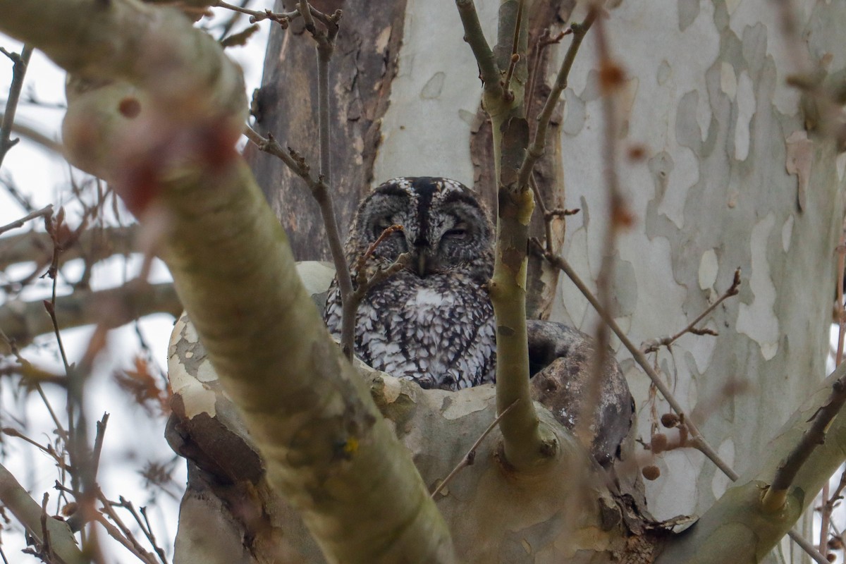 Cárabo Común - ML646625021