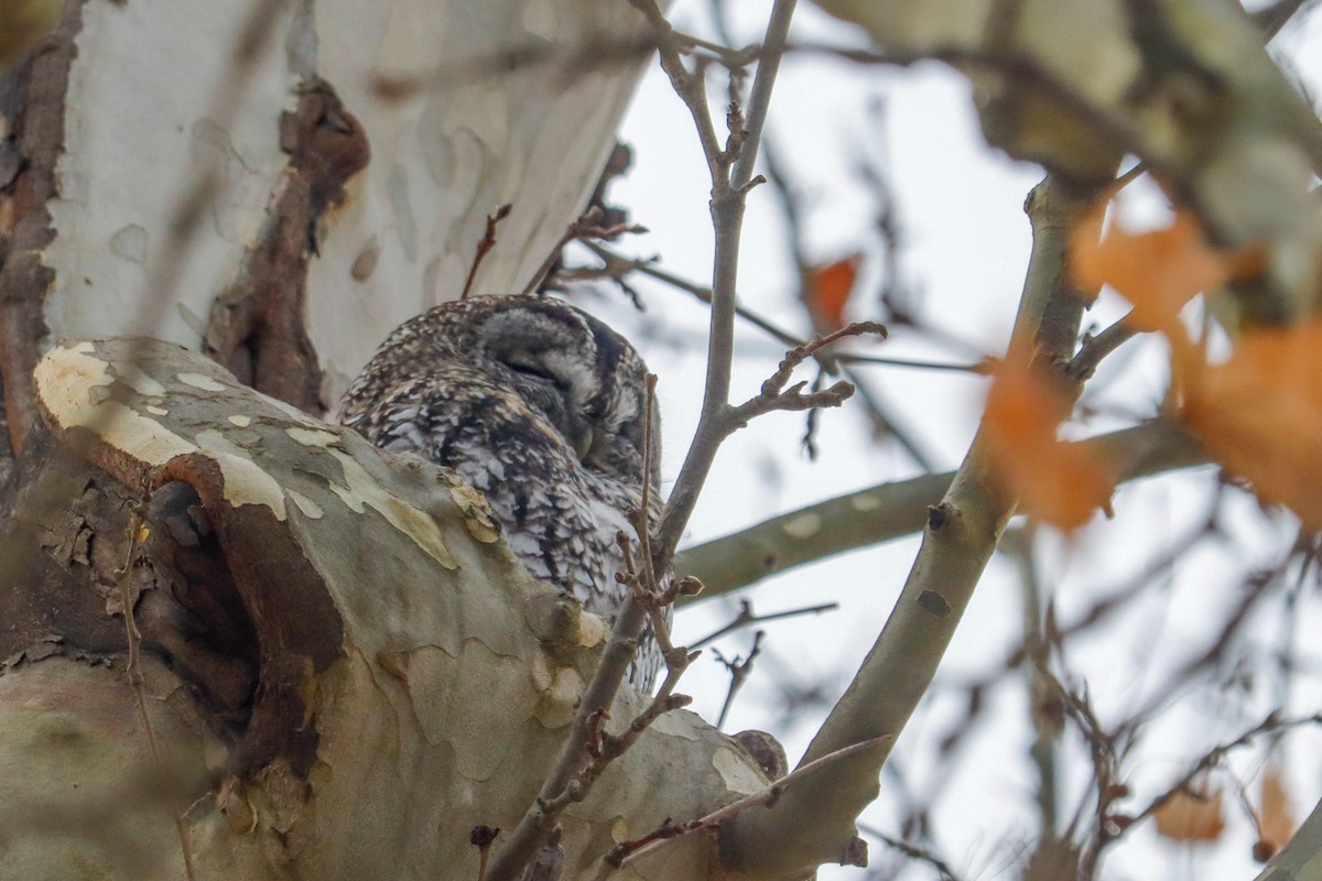 Cárabo Común - ML646625022