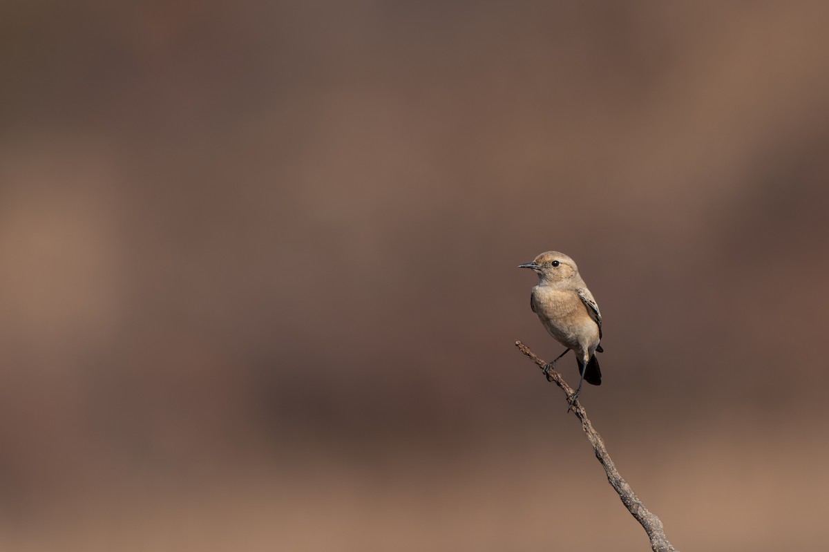 Desert Wheatear - ML646625023