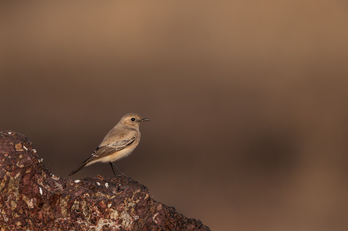 Desert Wheatear - ML646625024