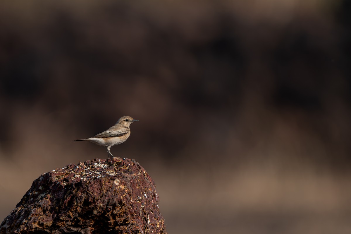 Desert Wheatear - ML646625025