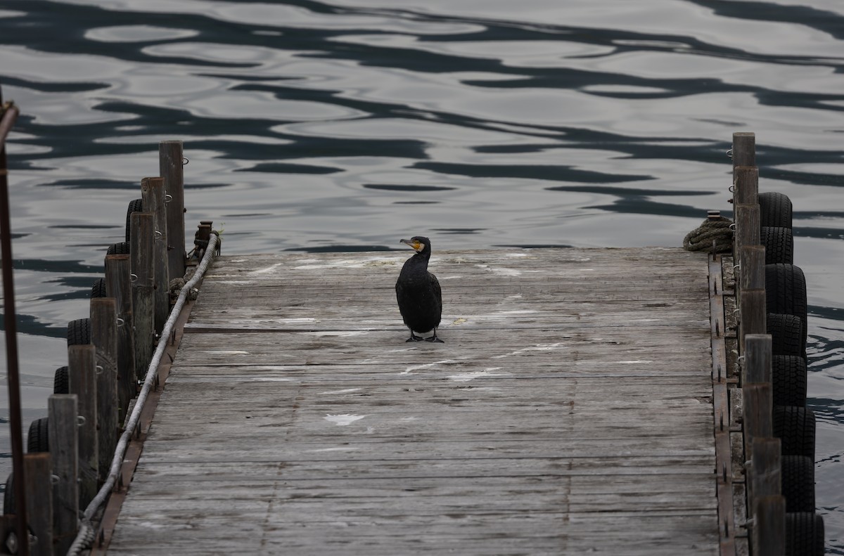 Cormorán Grande - ML646625026