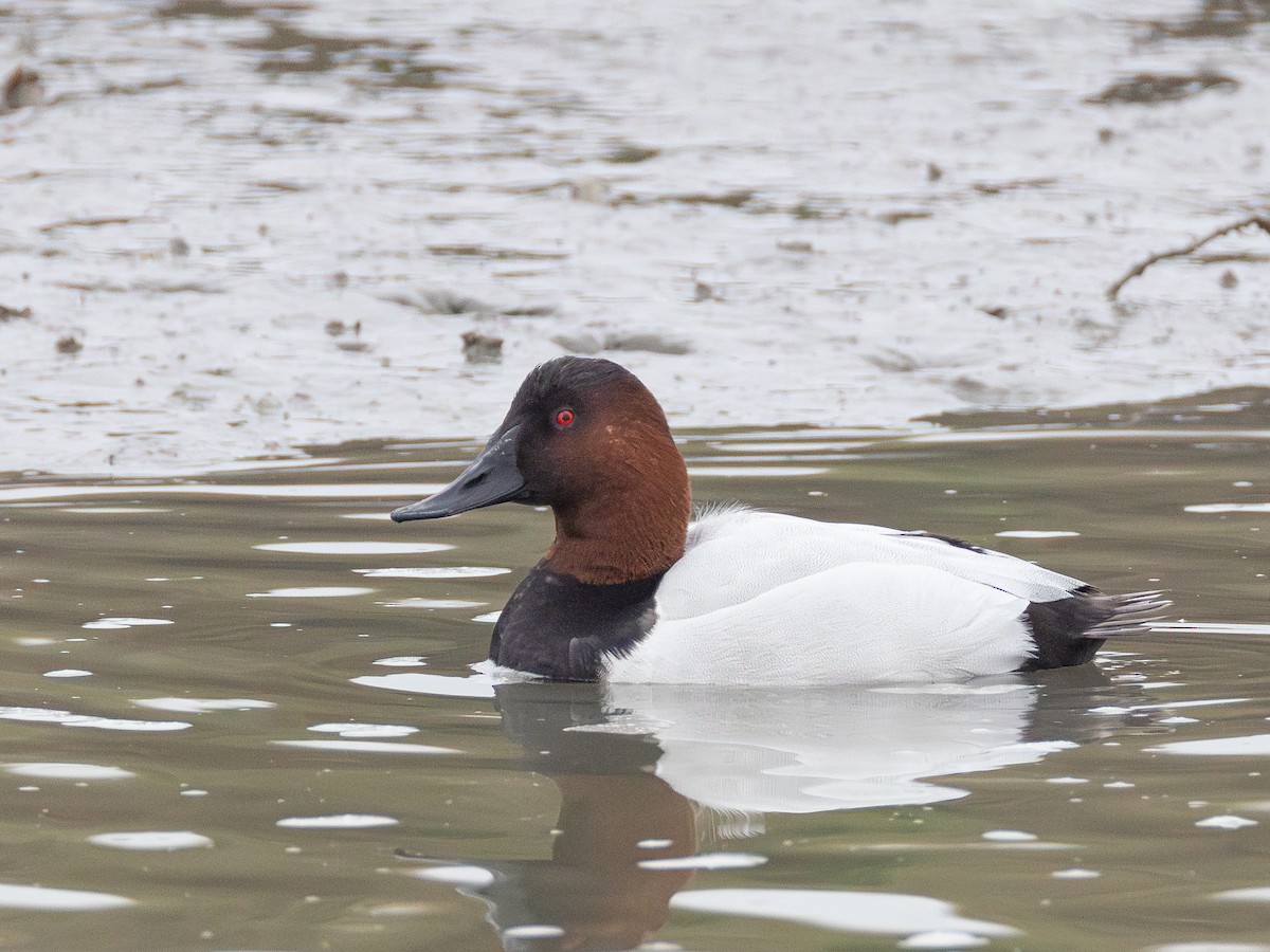 Porrón Coacoxtle - ML646625027