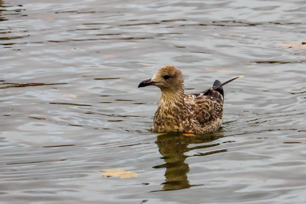 Lesser Black-backed Gull - ML646625028