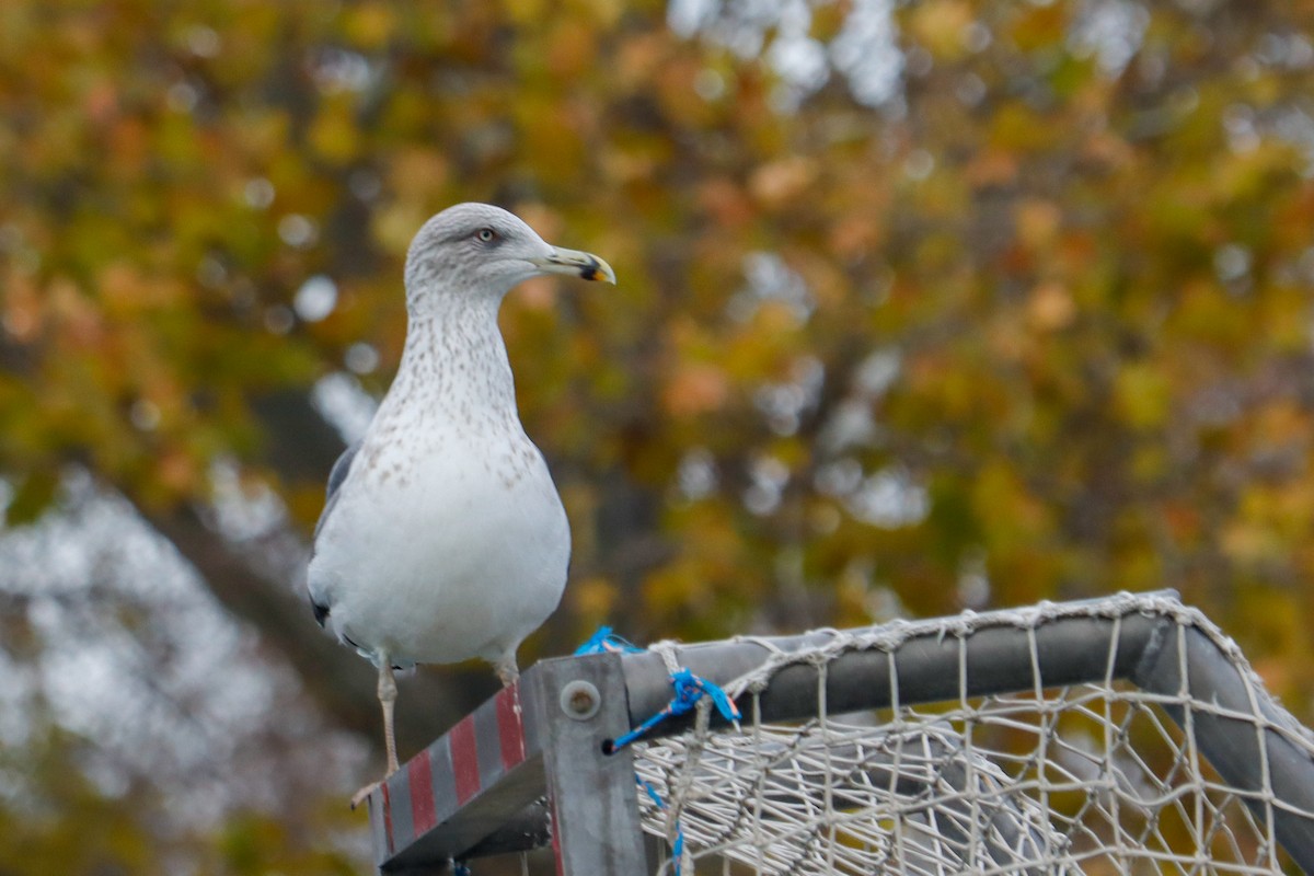 小黑背鷗 - ML646625029
