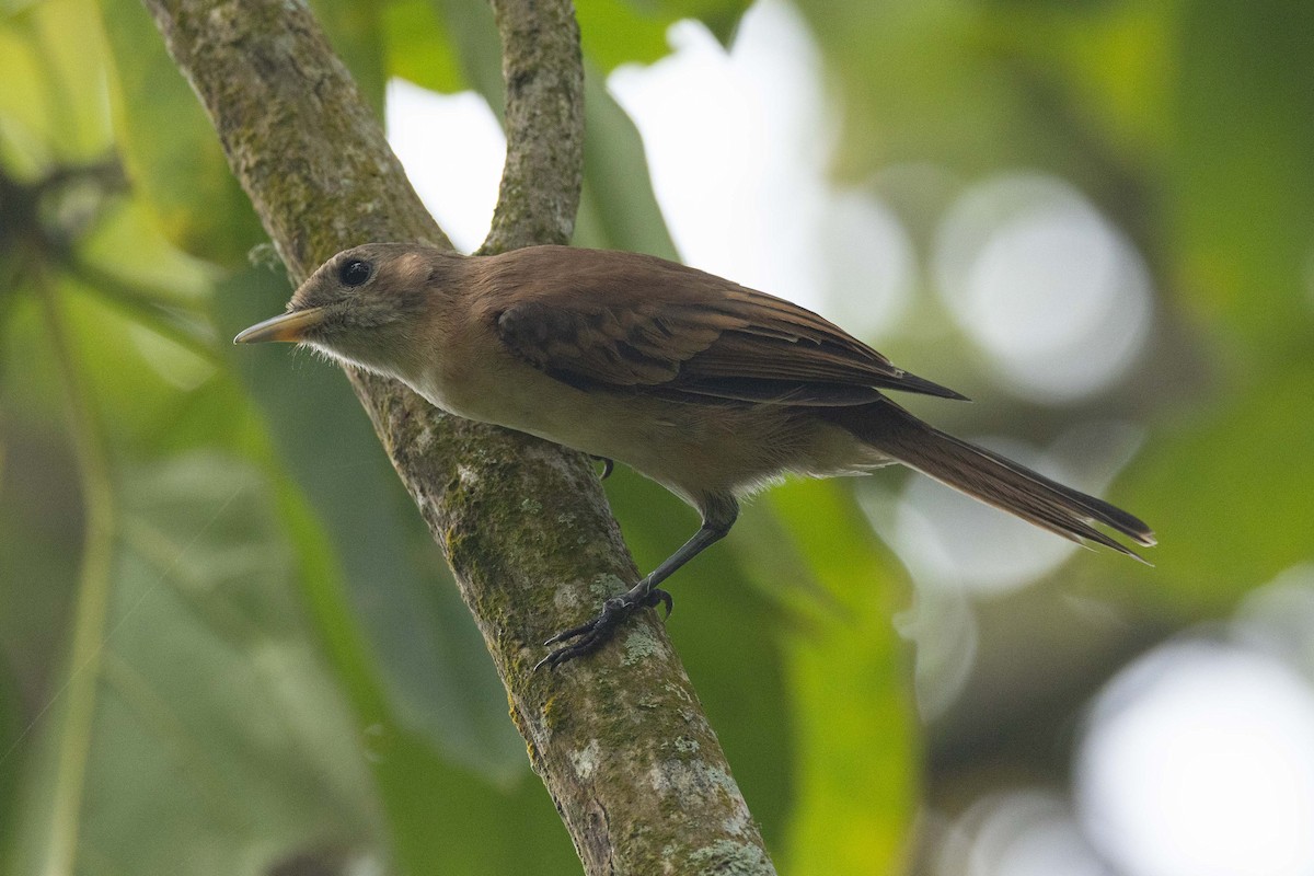 Monarca de las Marquesas - ML646625032