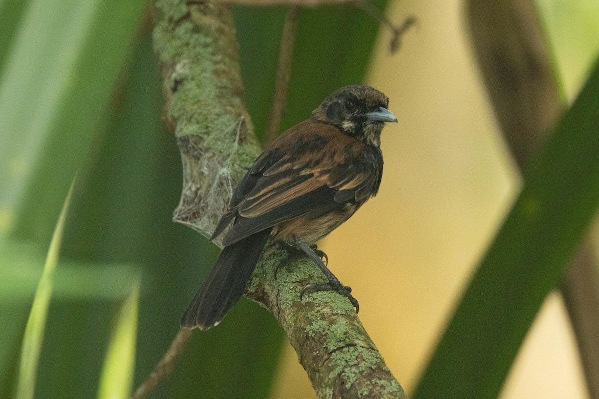 Monarca de las Marquesas - ML646625033