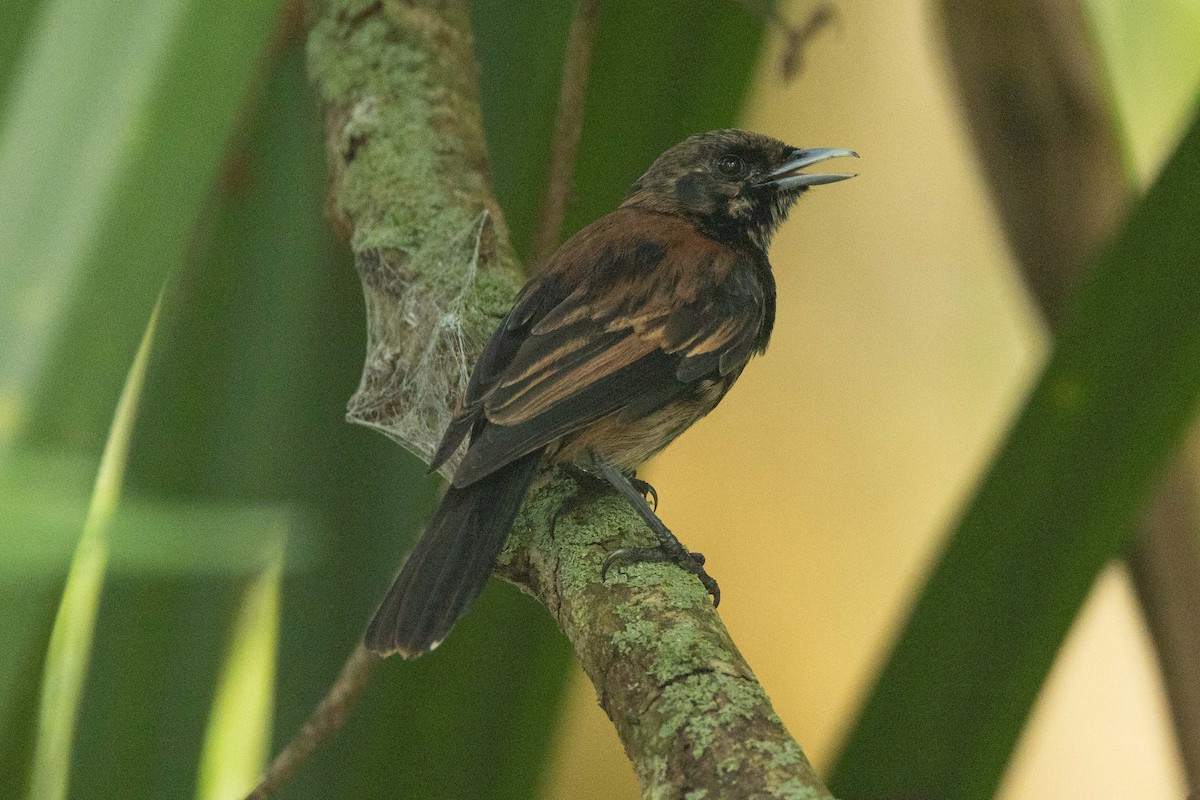 Monarca de las Marquesas - ML646625034