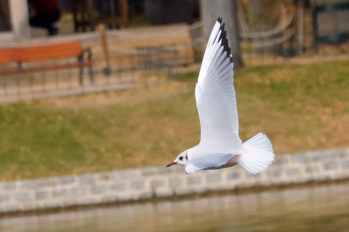 Black-headed Gull - ML646625035