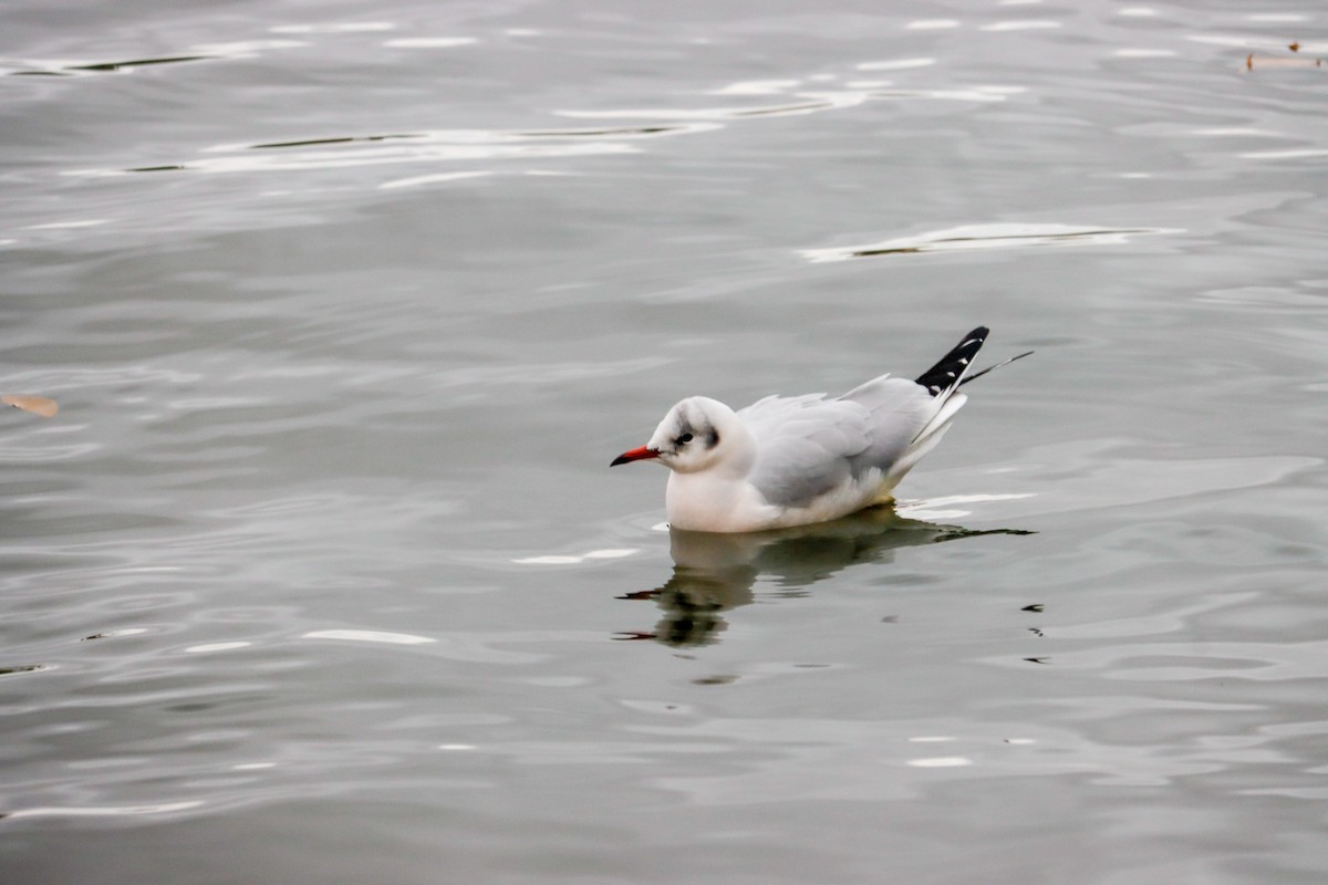 紅嘴鷗 - ML646625036