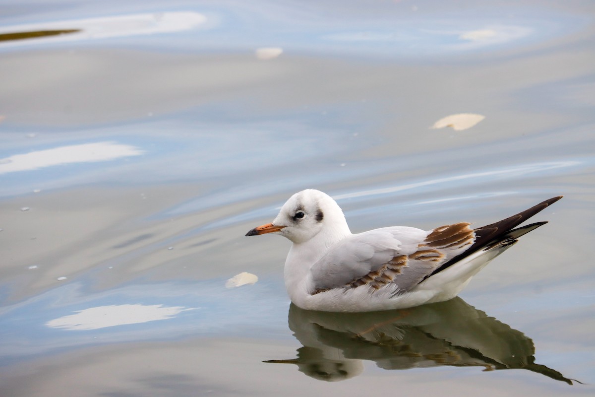 Black-headed Gull - ML646625037