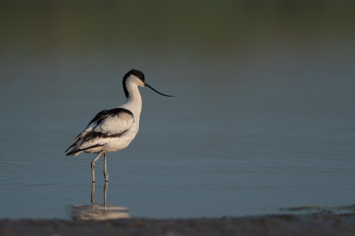 Pied Avocet - ML646625040