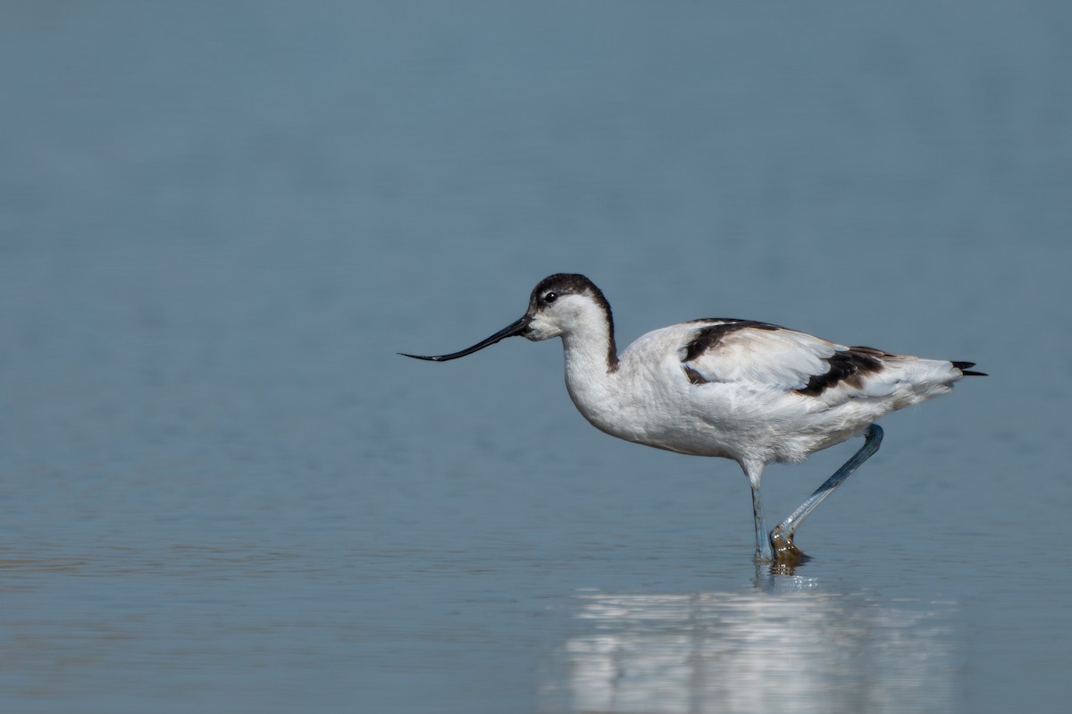 Pied Avocet - ML646625041