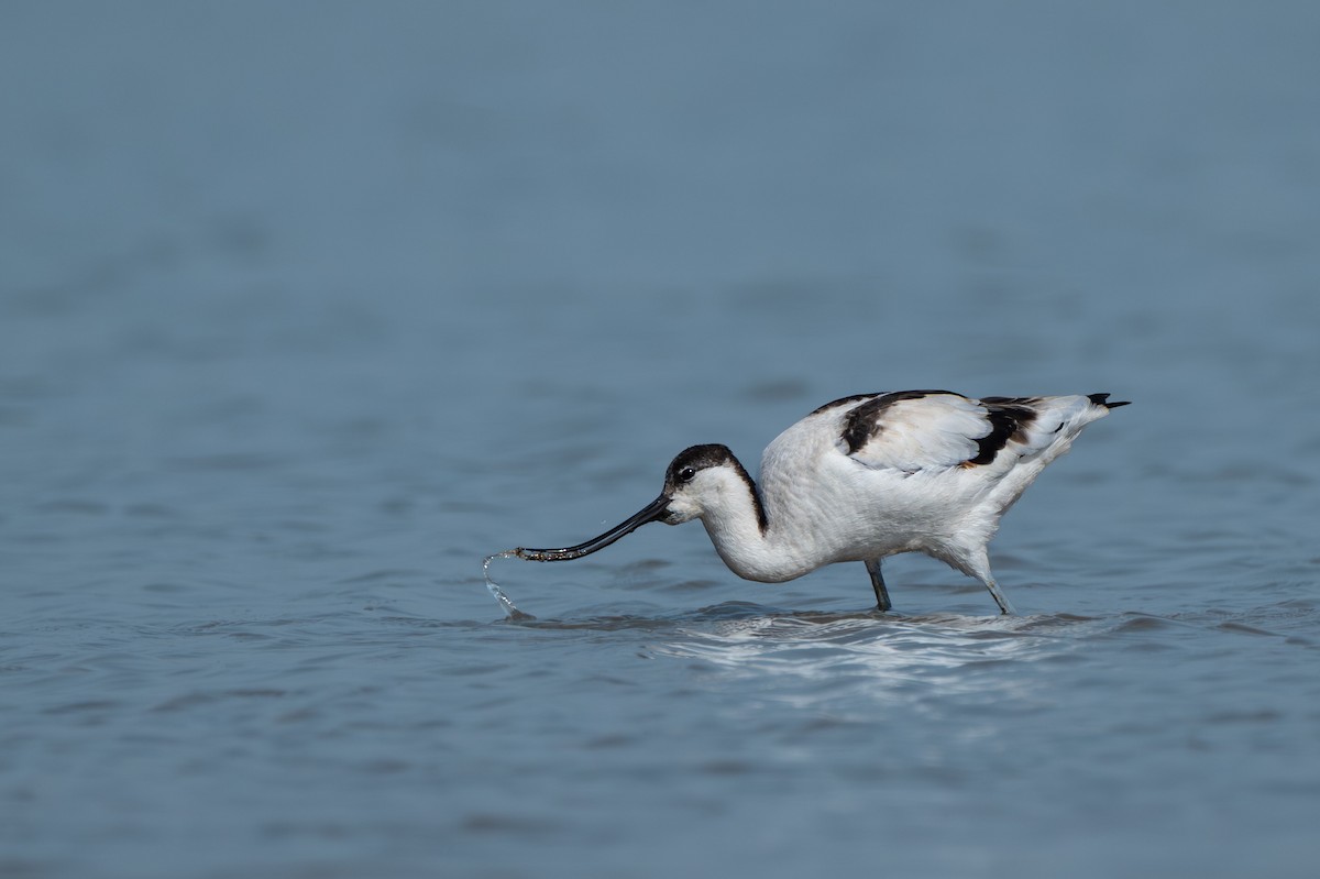 Pied Avocet - ML646625042