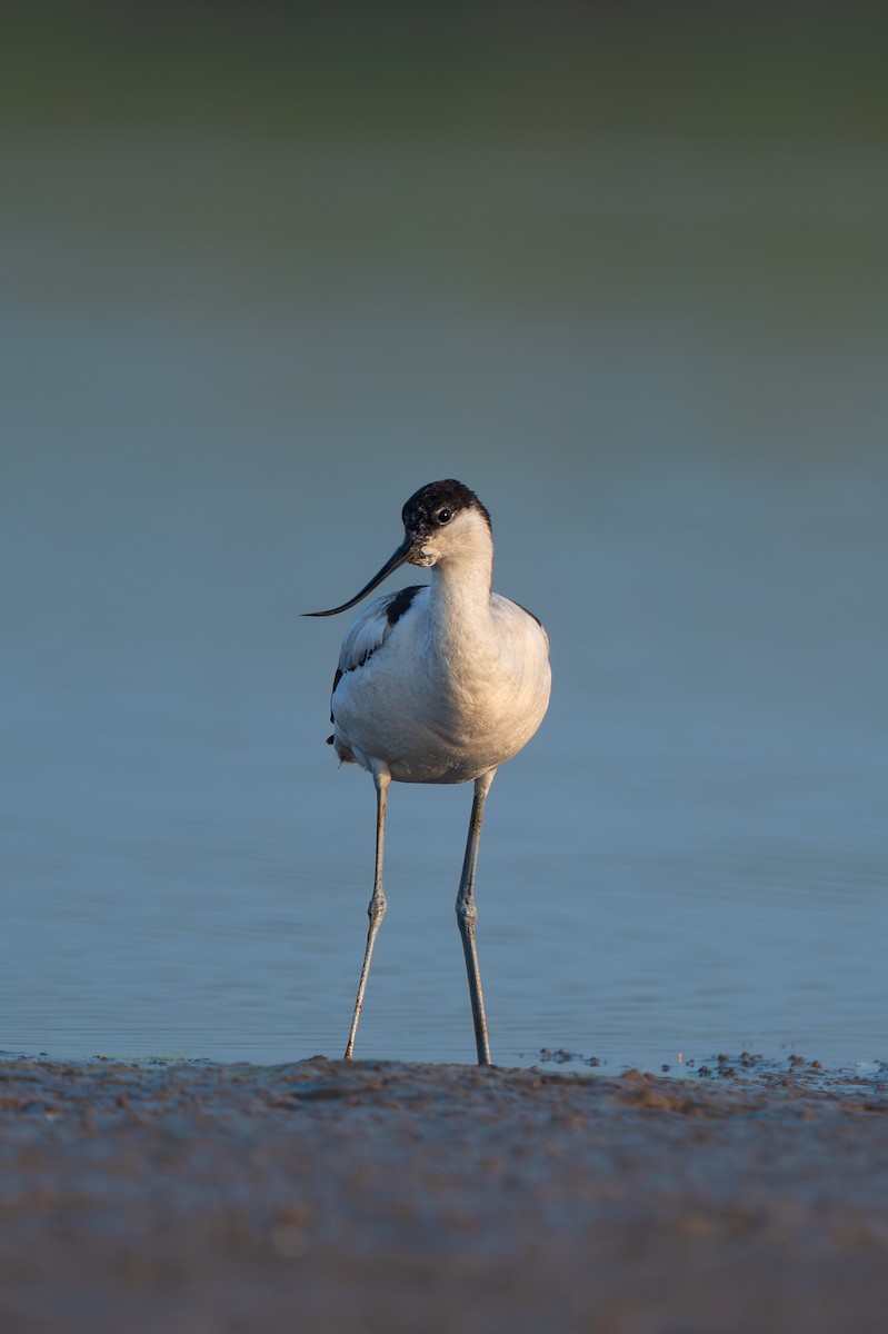 Pied Avocet - ML646625043