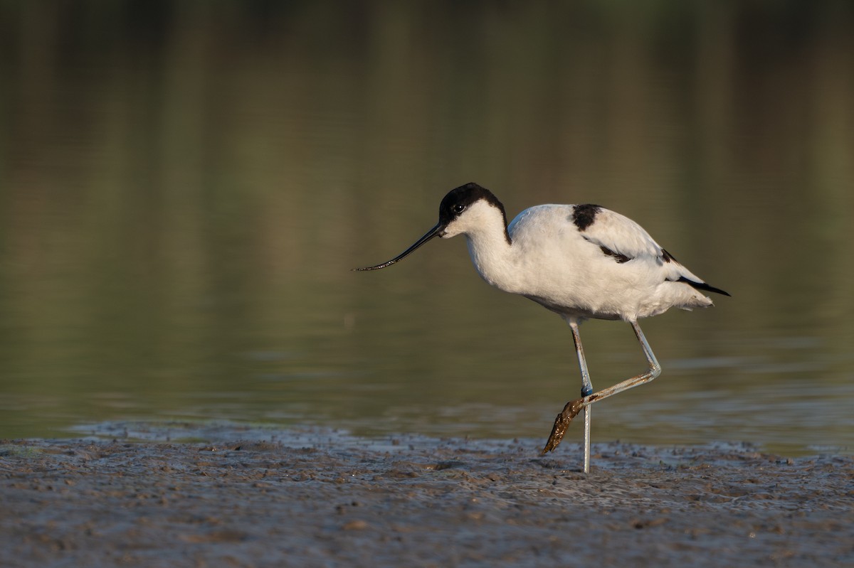Pied Avocet - ML646625044