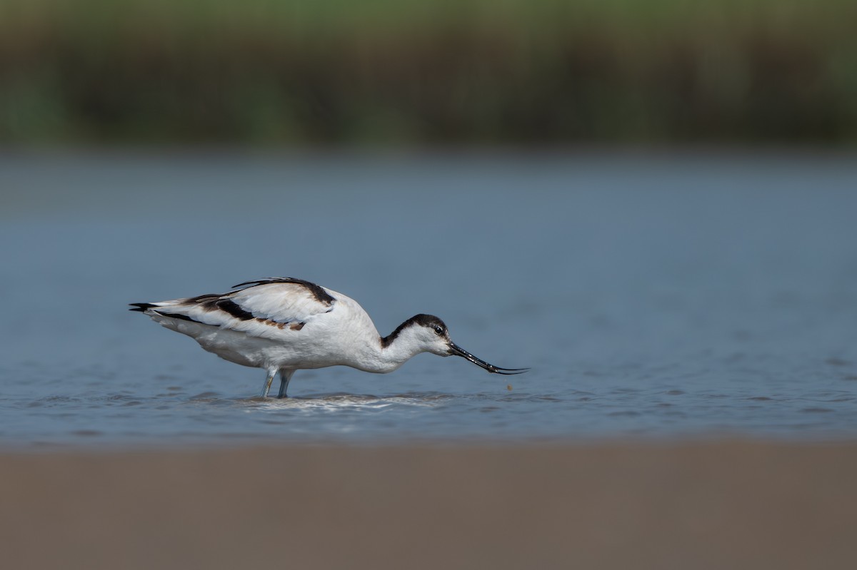 Pied Avocet - ML646625045