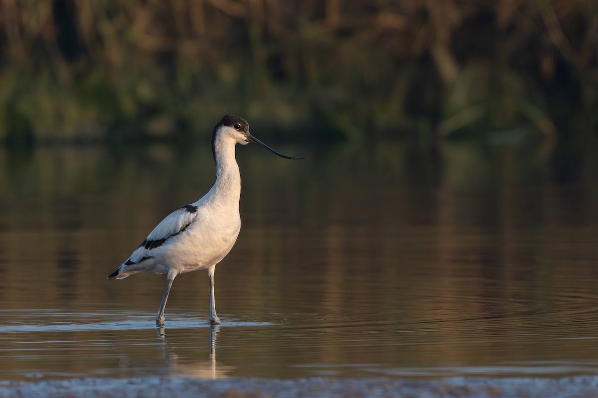 Pied Avocet - ML646625046