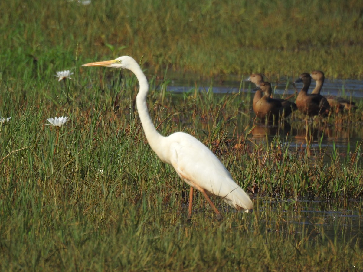 大白鷺 - ML646625047