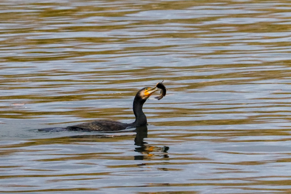 鸕鷀 - ML646625048