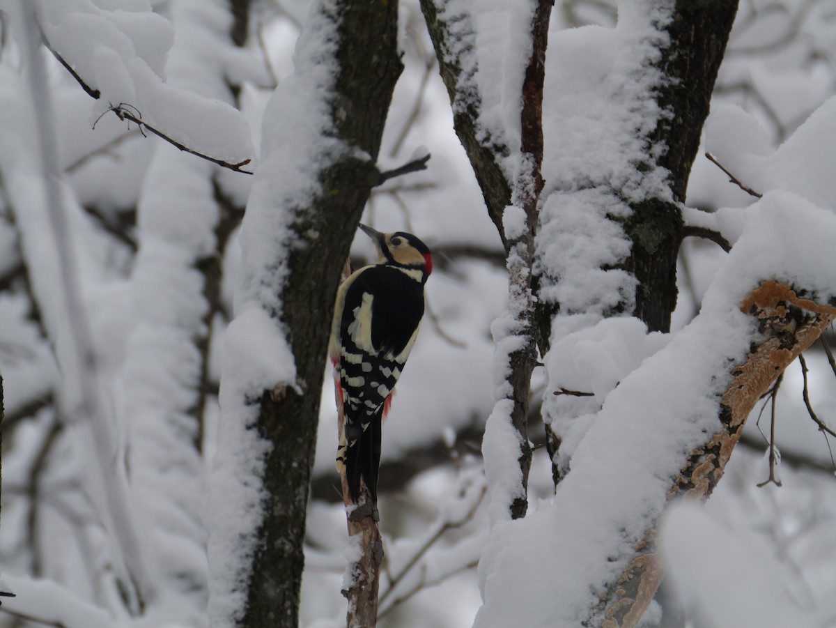 Great Spotted Woodpecker - ML646625049